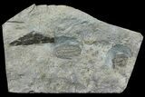 Lower Cambrian Trilobite (Longianda) - Issafen, Morocco #170927-1